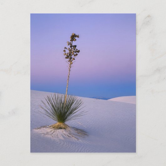 WHITE SANDS NATIONAAL MONUMENT, NIEUW MEXICO. BRIEFKAART (Voorkant)