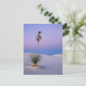 WHITE SANDS NATIONAAL MONUMENT, NIEUW MEXICO. BRIEFKAART (Staand voorkant)