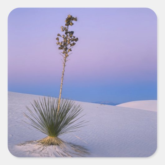WHITE SANDS NATIONAAL MONUMENT, NIEUW MEXICO. VIERKANTE STICKER (Voorkant)