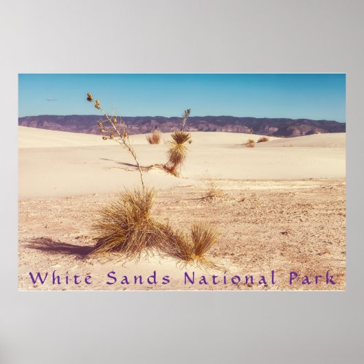 White Sands Yucca's Poster (Voorkant)