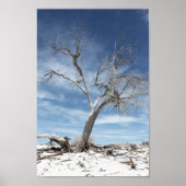 White Sands Zion National Park Poster (Voorkant)