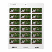 White Savannah Cat Address Sticker (Full Sheet)