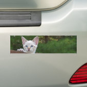 White Savannah Cat Background Bumpersticker (Op auto)