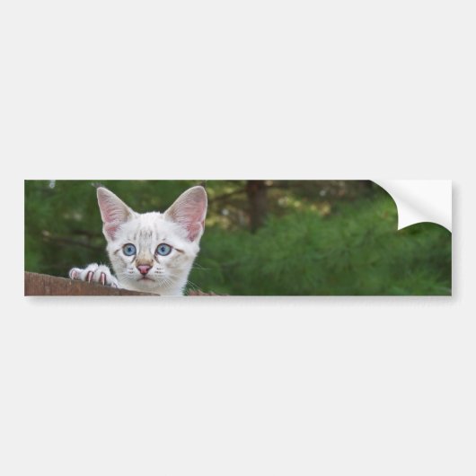 White Savannah Cat Background Bumpersticker (Voorkant)