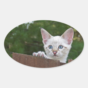 White Savannah Cat Oval Sticker