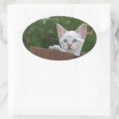 White Savannah Cat Oval Sticker (Tas)