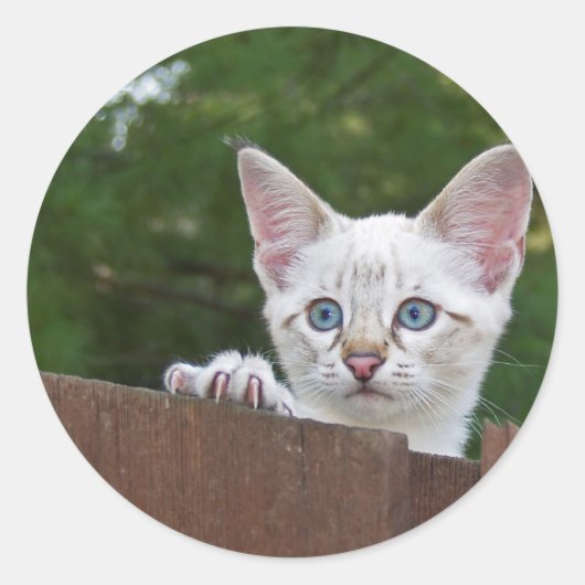 White Savannah Cat Round Sticker (Voorkant)