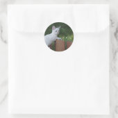 White Savannah Cat Round Sticker (Tas)
