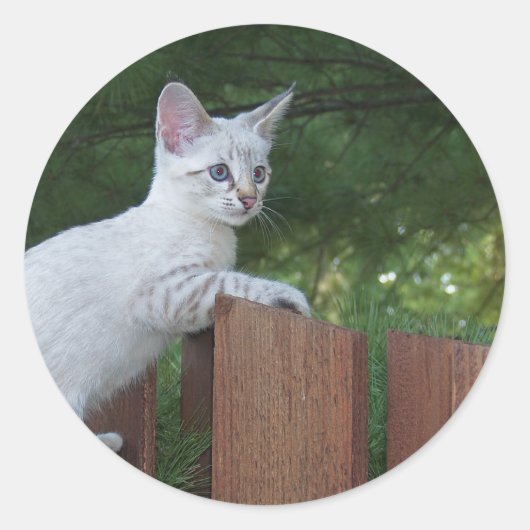 White Savannah Cat Round Sticker (Voorkant)
