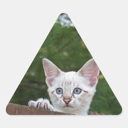 White Savannah Cat Triangle Sticker (Voorkant)