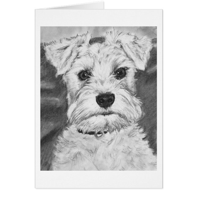 White Schnauzer (Voorkant)