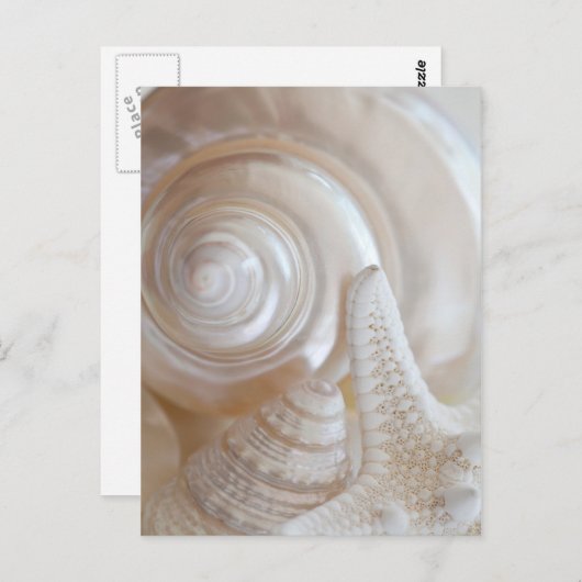 White Seashells Starfish Tropical Beach Sea Shells Briefkaart (Voorkant / Achterkant)