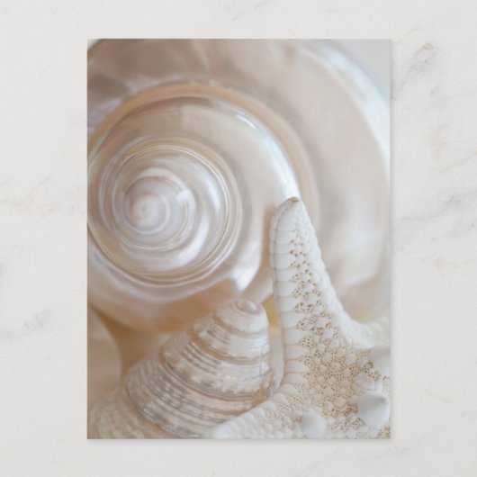 White Seashells Starfish Tropical Beach Sea Shells Briefkaart (Voorkant)