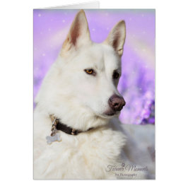 White Shepherd Dog