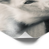 White Shepherd Dog on the Deck Foto Afdruk (Hoek)