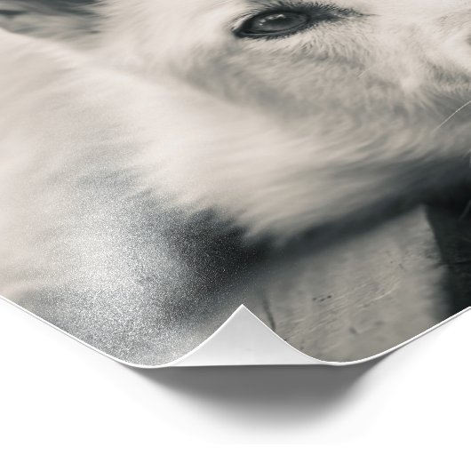 White Shepherd Dog on the Deck Foto Afdruk (Hoek)