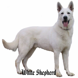 White Shepherd Photo Sculpture Staand Fotobeeldje