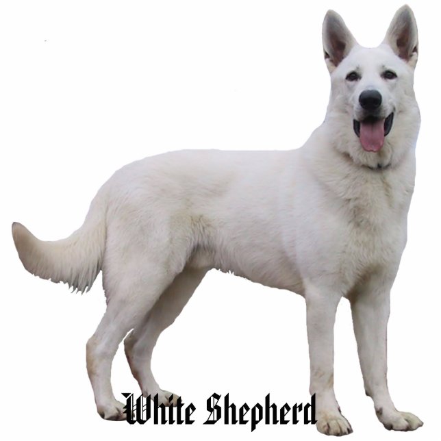 White Shepherd Photo Sculpture Staand Fotobeeldje (Voorkant)
