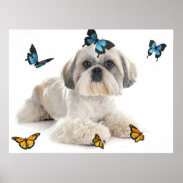 White Shih Tzu Dog Poster