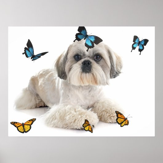 White Shih Tzu Dog Poster (Voorkant)