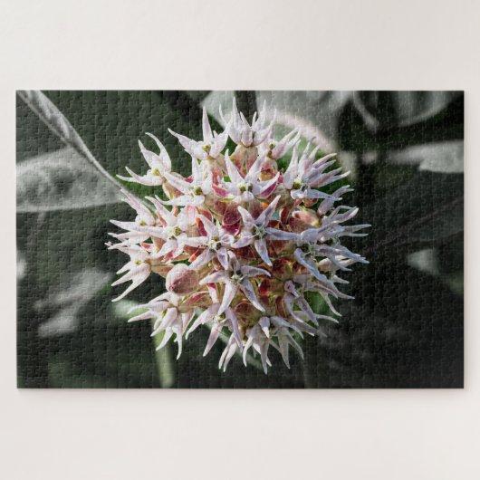 White Showy Milkweed – Natuur Fotografie Legpuzzel (Horizontaal)