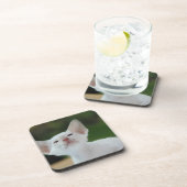White Siamese kitten Bier Onderzetter (Rechterzijde)