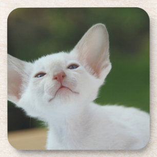 White Siamese kitten Bier Onderzetter