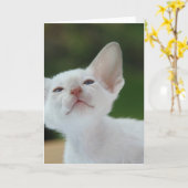 White Siamese kitten Kaart (Gele Bloem)