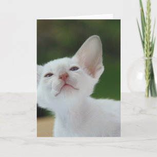 White Siamese kitten Kaart