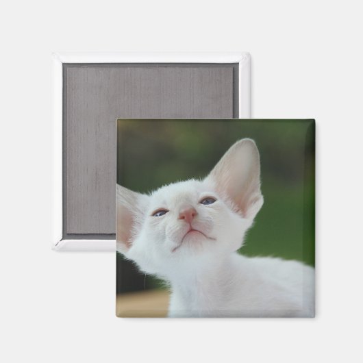 White Siamese Kitten Magneet (Voorkant / Achterkant)