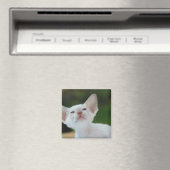 White Siamese Kitten Magneet (Insitu (Vaatwasser))
