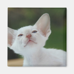 White Siamese Kitten Magneet