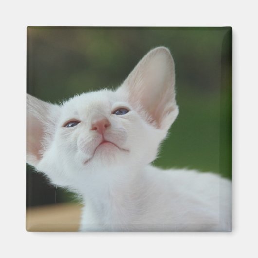 White Siamese Kitten Magneet (Voorkant)