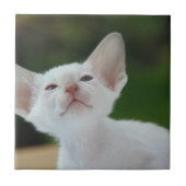 White Siamese kitten Tegeltje (Voorkant)