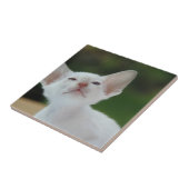 White Siamese kitten Tegeltje (Zijkant)