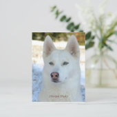 White Siberian Husky briefkaart (Staand voorkant)