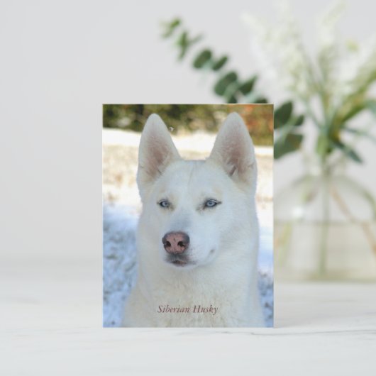 White Siberian Husky briefkaart (Staand voorkant)