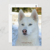 White Siberian Husky briefkaart (Voorkant / Achterkant)