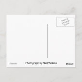 White Siberian Husky briefkaart (Achterkant)