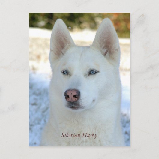White Siberian Husky briefkaart (Voorkant)