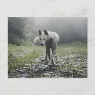 White Siberian Husky Briefkaart