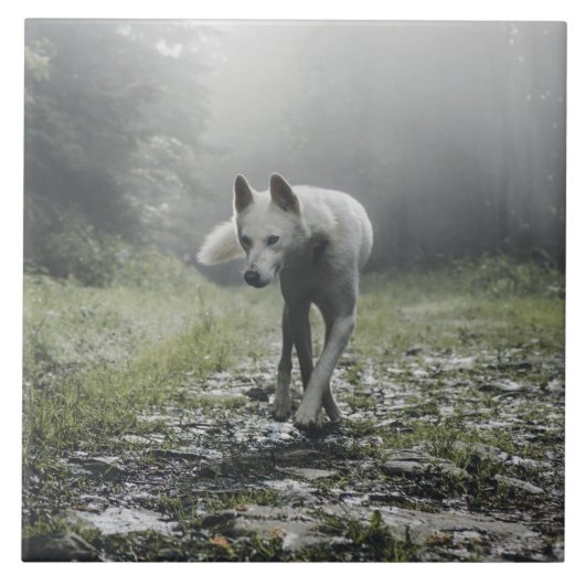 White Siberian Husky Ceramic Tile Tegeltje (Voorkant)