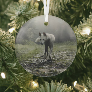 White Siberian Husky Glas Ornament
