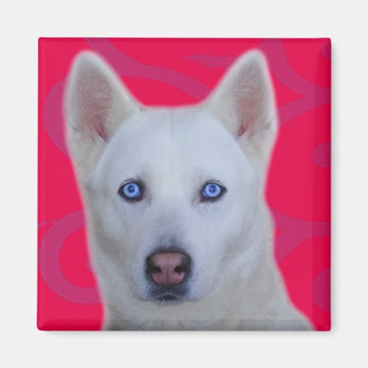 White Siberian Husky Magneet (Voorkant)
