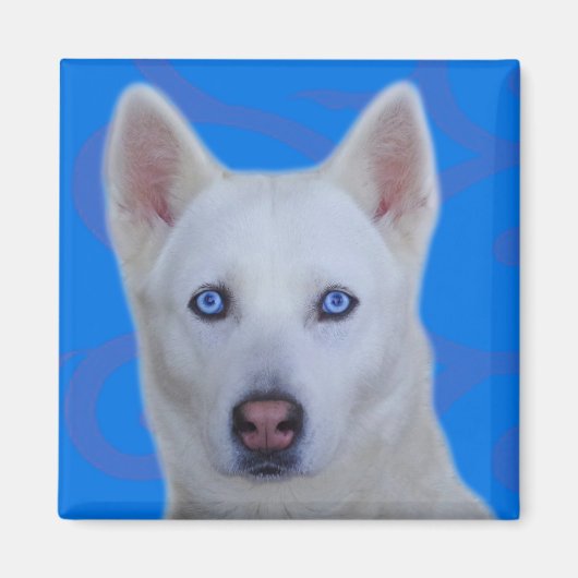 White Siberian Husky Magneet (Voorkant)