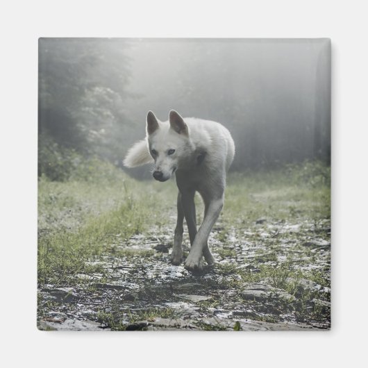 White Siberian Husky Magnet (Voorkant)