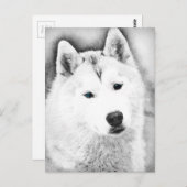 White Siberian Husky met Blue Eyes Fine Art Sketch Briefkaart (Voorkant / Achterkant)