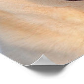 White Siberian Husky Photo Poster (Hoek)