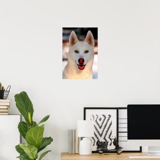 White Siberian Husky Photo Poster (Thuiskantoor)