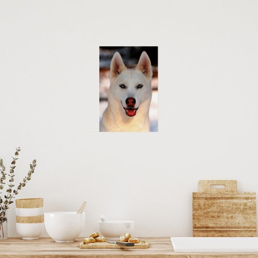 White Siberian Husky Photo Poster (Keuken)